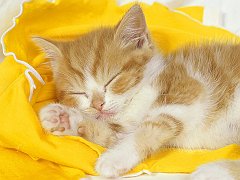 Catnip Dreams